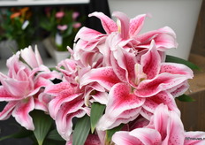 Roselily Nowa is een mooi compact soort in hun potlelieserie. Dit soort heeft een minder sterke geur en is wat zoeter.